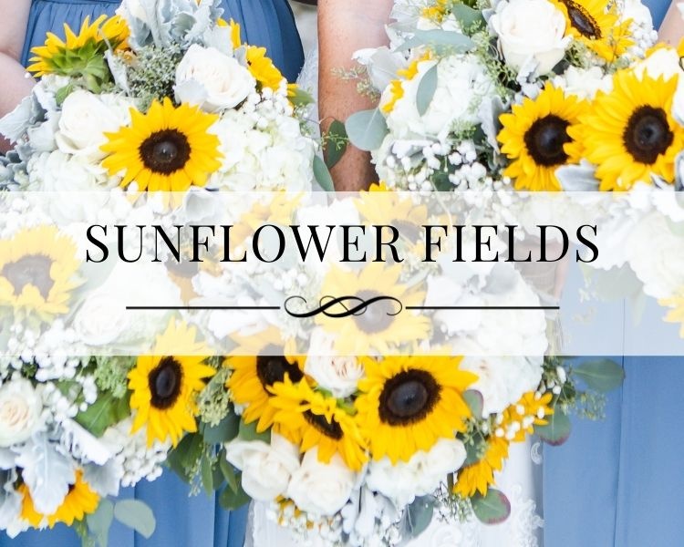Sunflower Fields Portfolio Gallery