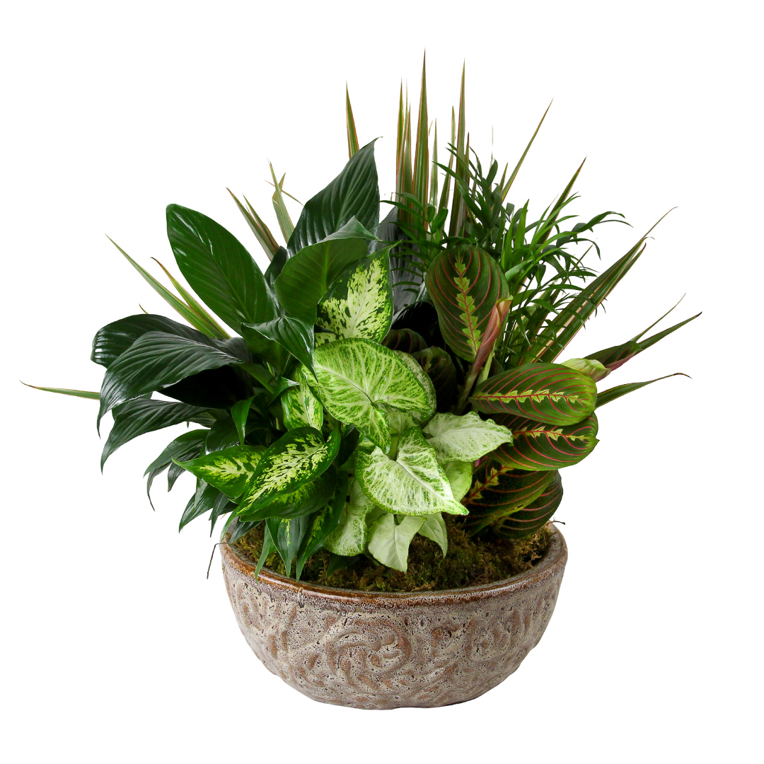 Dish Garden 8"