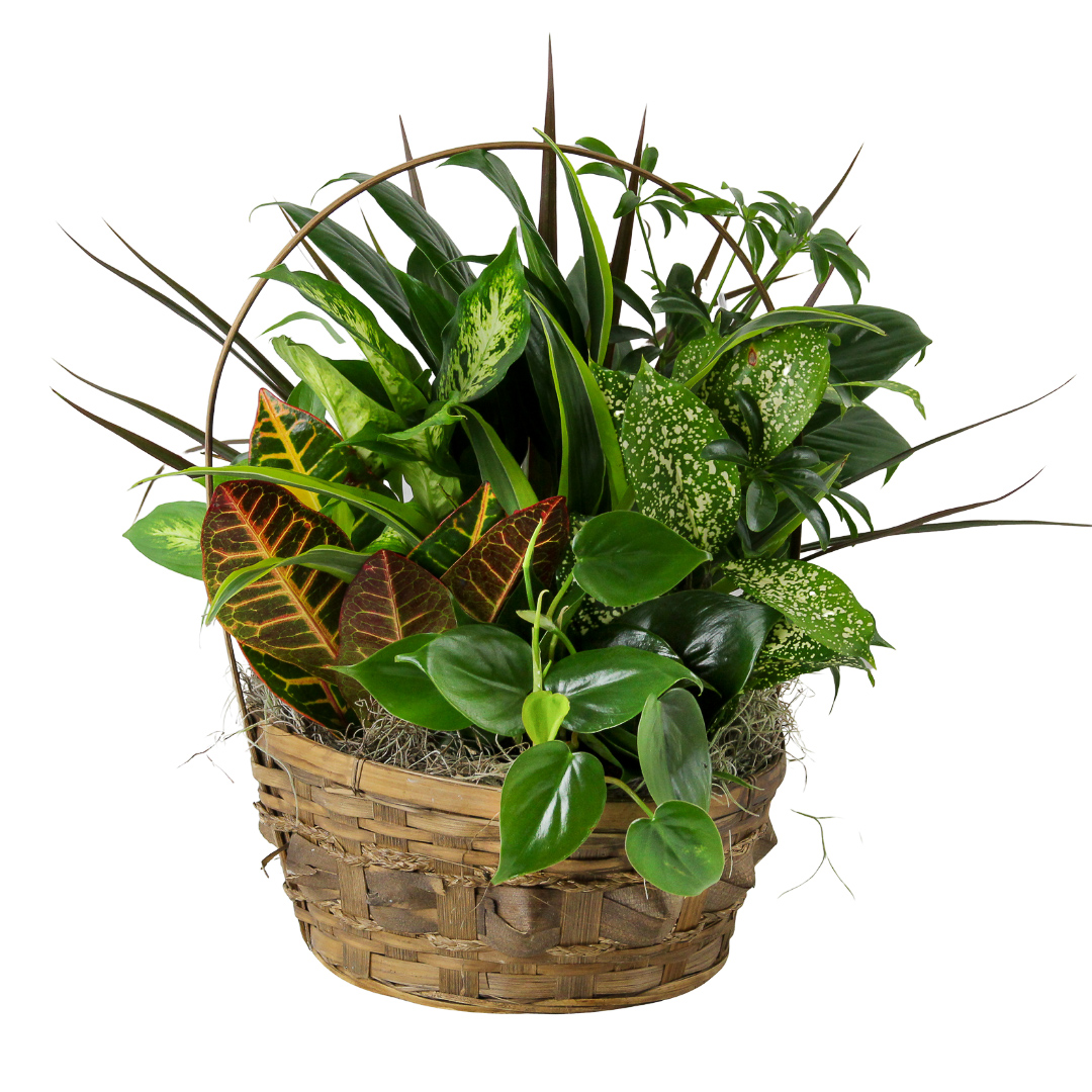 Sympathy Basket Garden 10"