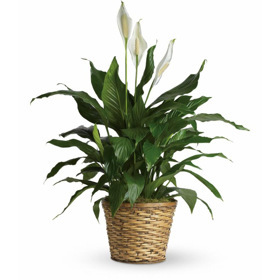 Sympathy Peace Lily 10"