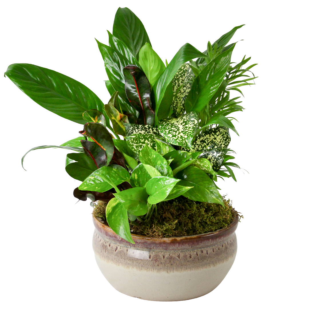 Dish Garden 10"