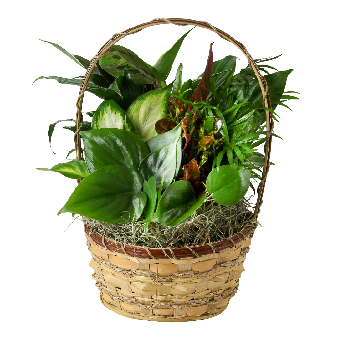 Sympathy Basket Garden 8"