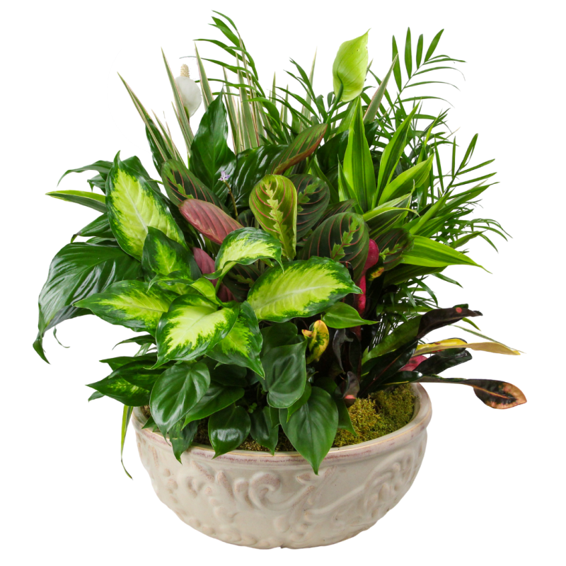Sympathy Dish Garden 12"