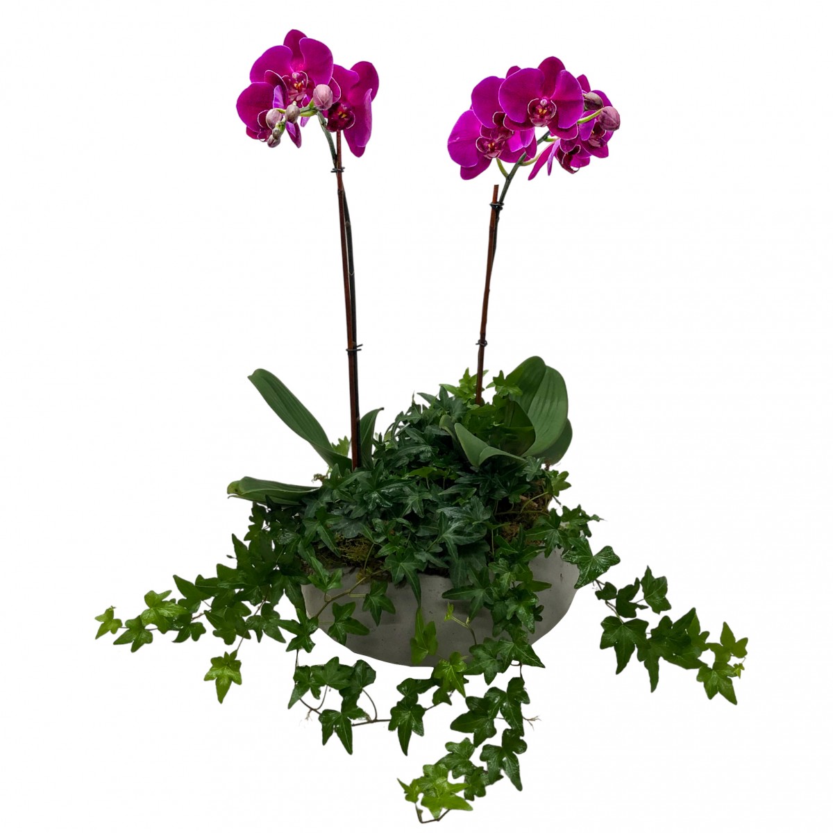 Purple Orchid and Ivy