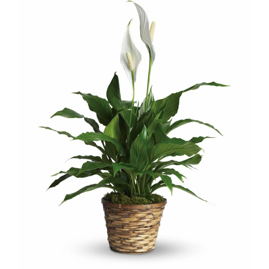 Sympathy Peace Lily 8"