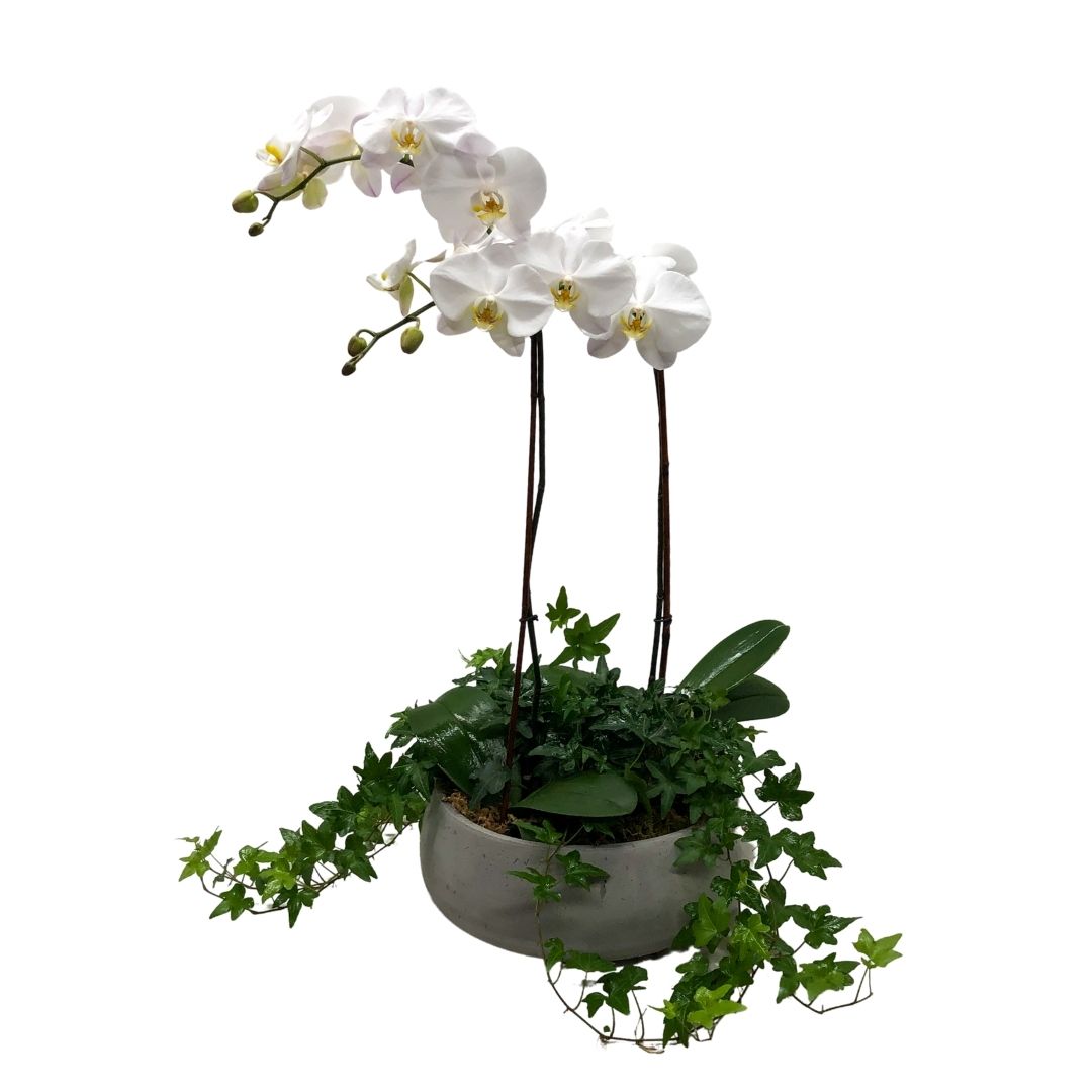 White Orchid and Ivy