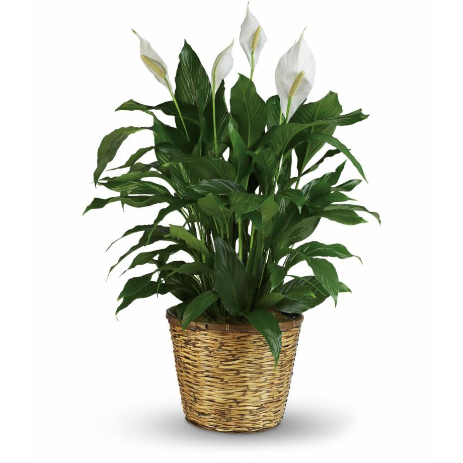 Sympathy Peace Lily 12"