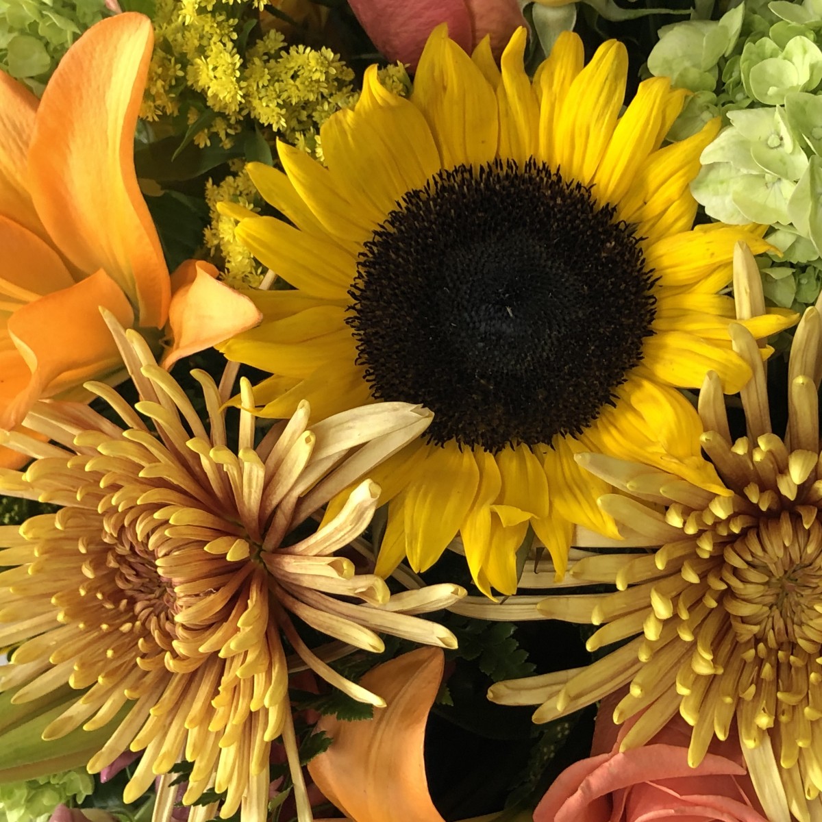 Sunflower Fields - Image 3