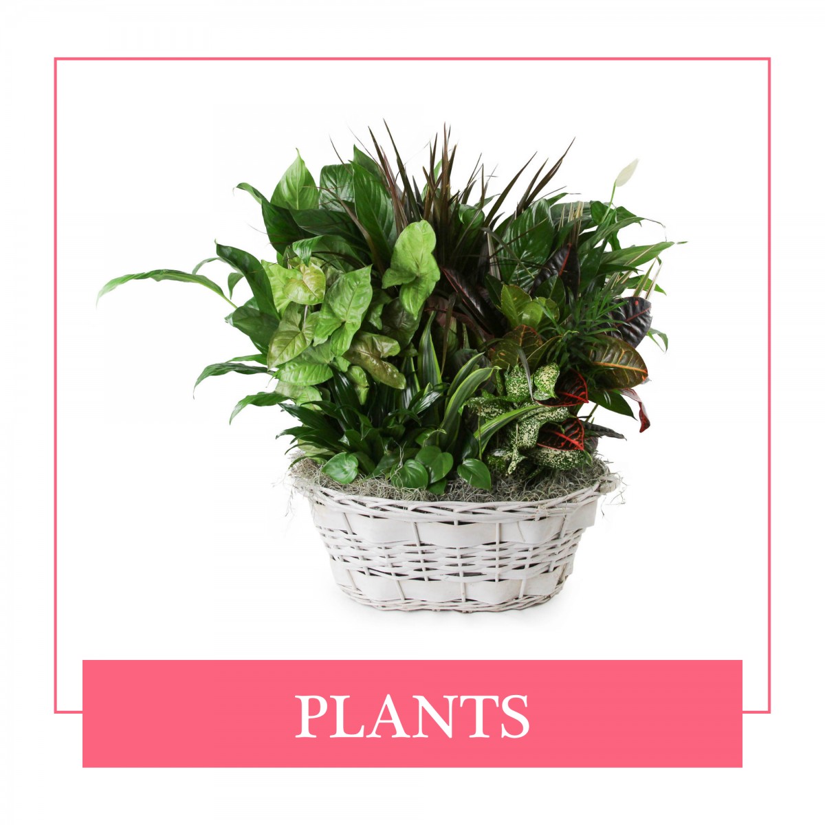 Plants
