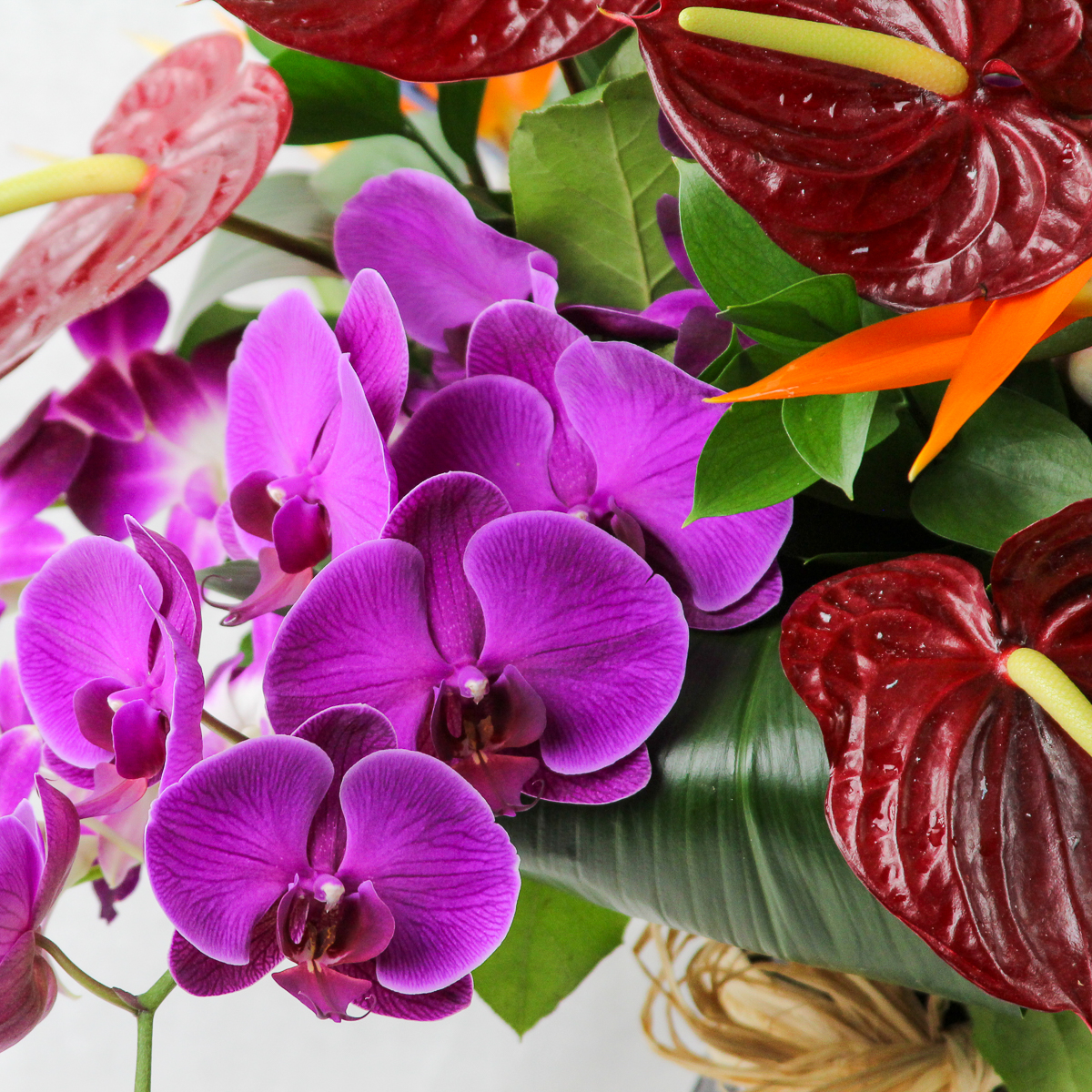 Tropical Paradise - Image 2