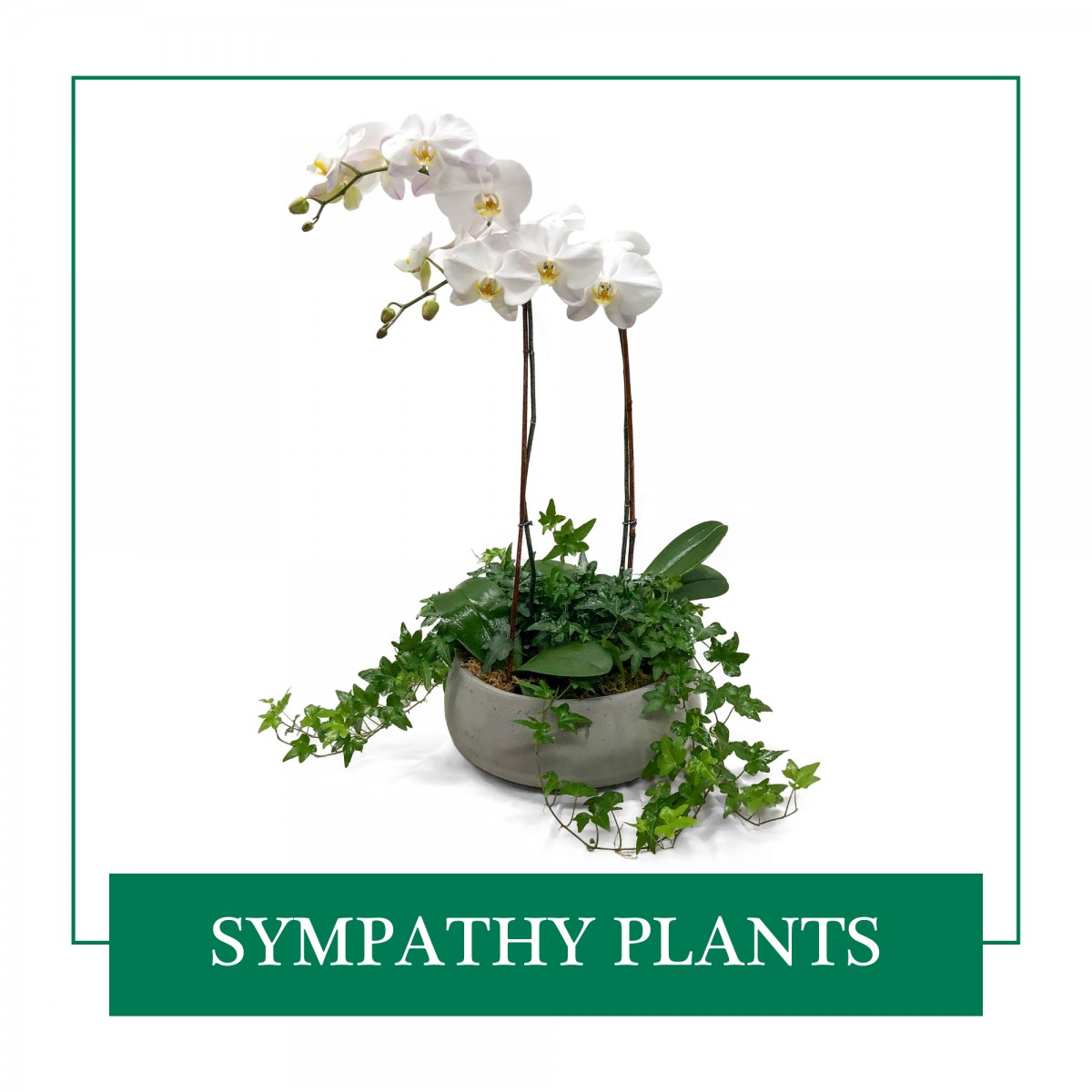Sympathy Plants
