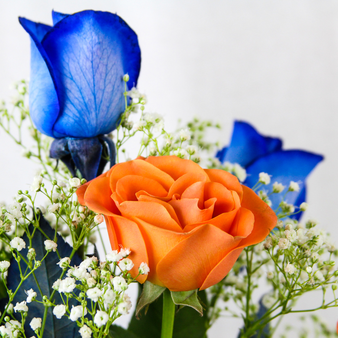 1 Dozen Roses Florida Gator Colors - Image 2