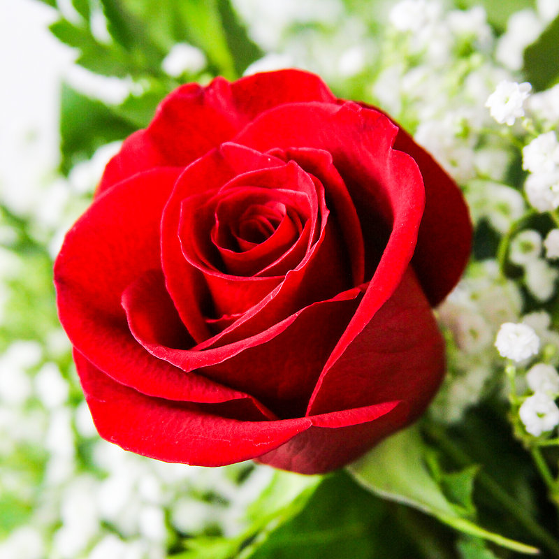 1/2 Dozen Roses - Image 2