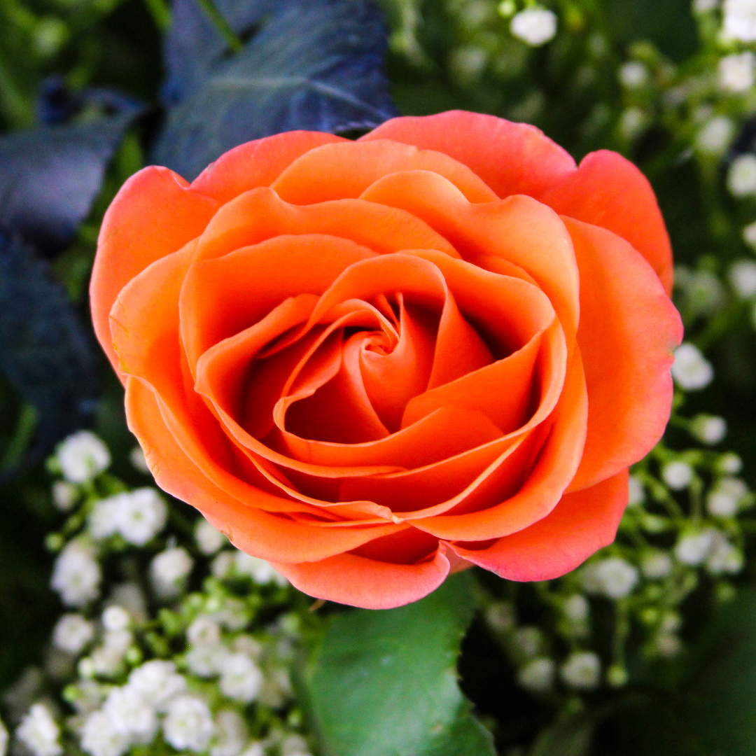 1 Dozen Roses Florida Gator Colors - Image 4