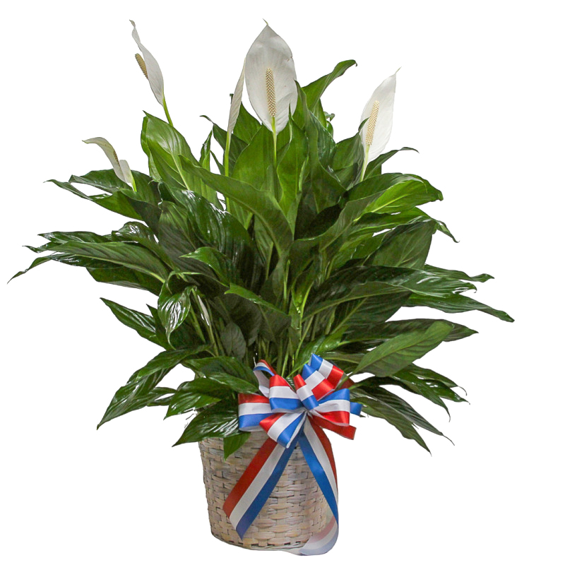 To Serve and Protect Peace Lily